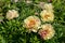 Paeonia Itoh Hybrids `Lolliepop` in the spring garden