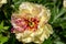 Paeonia Itoh Hybrids `Lolliepop` in the spring garden