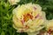 Paeonia Itoh Hybrids `Lolliepop` in the spring garden