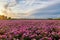 Paeonia lactiflora flowers bloom luxuriantly and clousescape in sunset