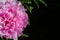 Paeonia Lactiflora Martha Bulloch, close up macro photo. Peony pink on black background
