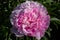 Paeonia Lactiflora Martha Bulloch, close up macro photo. Peony pink in the garden