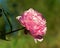 Paeonia lactiflora, pink peony flower and stem
