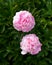 Paeonia lactiflora Sarah Bernhardt Peony flowers in spring garden