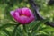 Paeonia officinalis, wild forest peony