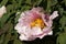 Paeonia suffruticosa - bush white-pink peony. Flowering large spring flowers