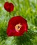 Paeonia tenuifolia flower