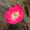 Paeony flower closeup