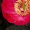 Paeony flower closeup