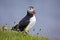 Paffin bird on the grass in Iceland