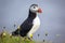 Paffin bird on the grass in Iceland