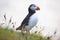 Paffin bird on the grass in Iceland