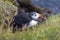 Paffin bird sitting on the grass in Iceland