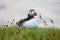 Paffin bird sitting on the grass in Iceland