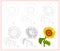 Page shows how to learn to draw step by step beautiful sunflower. Developing children skills for drawing and coloring. Printable