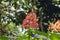 Pagoda flower, Clerodendrum paniculatum