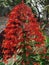 Pagoda flower Clerodendrum paniculatum stock photo