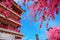 Pagoda japan style and Sakura flowers with blue sky background