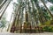 Pagoda of The Tree Spirit in Alishan National Forest Recreation Area in winter in Chiayi County, Alishan Township, Taiwan