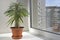 Pahipodium room flower in a pot are on the windowsill.