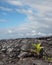 Pahoehoe Lava Flow in hawaii