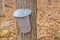 Pail for collecting maple sap