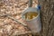Pail used to collect sap of maple trees
