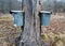 Pails Collecting Sap To Make Maple Syrup