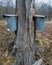 Pails Collecting Sap To Make Maple Syrup