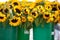 Pails filled with sunflowers at