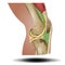 Pain, Injury and Inflammation, Knee Joint Pain Silhouette Icon Ache of Knee, Leg Skeleton, Arthritis, Osteoporosis and Bones Joint