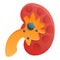 Pain kidney icon, cartoon style