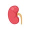 Pain kidney icon flat isolated vector