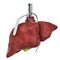 Pain in liver, liver disease concept. Human liver as hand grenade. 3D rendering