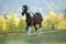 Paint Arabian Horse