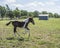 Paint foal running