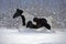 Paint Foal running in fresh snow