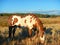 Paint Gelding grazing