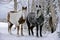 Paint and Grey Horses standing at winter pasture