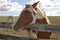 Paint horse on behind a farm fence.