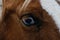 Paint horse with blue eye closeup