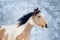 Paint horse with blue eye head closeup in winter background