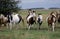 PAINT HORSE, HERD STANDING ON MEADOW