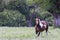 Paint Horse Running in a pasture