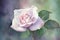 Paint a serene and tranquil watercolor picture of a single rose