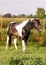 Paint stallion in meadow