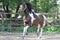 Paint stallion running in paddock