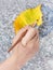 Paintbrush paints fallen leaf in yellow colour