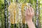 Paintbrush paints yellow autumn birch grove