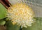 The Paintbrush Plant. Haemanthus albiflos flower